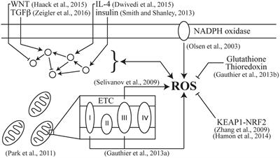 Computational Models of Reactive Oxygen Species as Metabolic Byproducts and Signal-Transduction Modulators